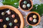 Blossombs Bombas de semillas - Set de regalo pequeño - Feliz nuevo hogar (7 uds) - un regalo original y práctico, todo en uno