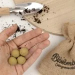 Blossombs Bombas de semillas - Set de regalo mini - Jardín de hierbas aromáticas (4 uds) - un regalo original y práctico, todo en uno