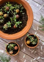 Blossombs Bombas de semillas - Set de regalo mini - Mil gracias por todo (4 uds) - regala una flor de forma diferente