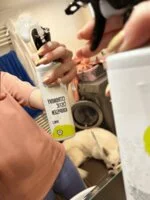 Natasha Limpiador de baños de limón - spray (500 ml) - apto para hogares con agua dura