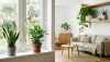 # Které pokojové rostliny opravdu čistí vzduch

---

# Qué plantas de interior realmente purifican e