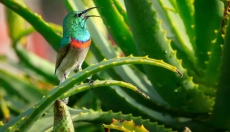 Cómo utilizar el aloe vera en tu cuidado diario