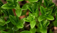 Andrographis regenera el hígado y limpia el organismo.