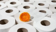 El papel higiénico de bambú está cambiando el enfoque hacia la higiene