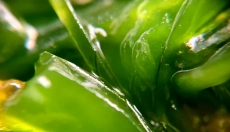 La clorofila ayuda a desintoxicar y regenerar el cuerpo.