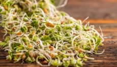 Descubra cómo los brotes mejoran la salud y la vitalidad