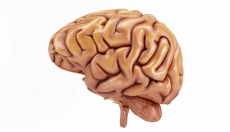 Nootrópicos: ¿Cómo mejorar el cerebro y vivir al máximo?