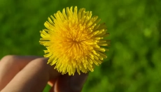 Té de diente de león y sus beneficiosos efectos en el cuerpo