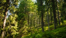El ruido rosa trae una mente más tranquila y un sueño más profundo.