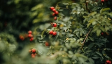El aceite de rosa mosqueta ayudará a calmar tu piel, hidratarla y curar cicatrices.